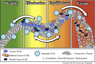 Tumor Immunoediting